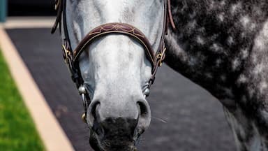 Un caballo con pelaje blanco y gris, usando una cabecera y una bandana azul y blanca alrededor del cuello.