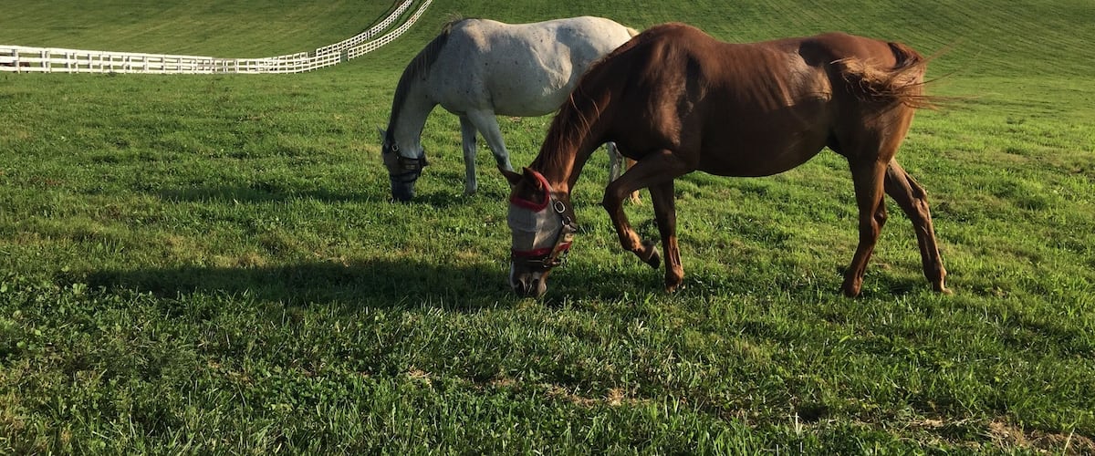 While driving through the National (USA) Historic Site of Keeneland in Lexington, KY we came across these two thoroughbred horses grazing in the pasture.