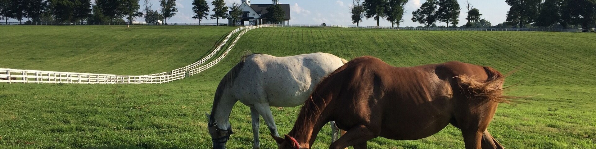 While driving through the National (USA) Historic Site of Keeneland in Lexington, KY we came across these two thoroughbred horses grazing in the pasture.