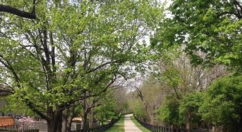 Beaumont Center trail. A lovely trail behind the Beaumont farm apartments. Lovely day for a walk down the trail.