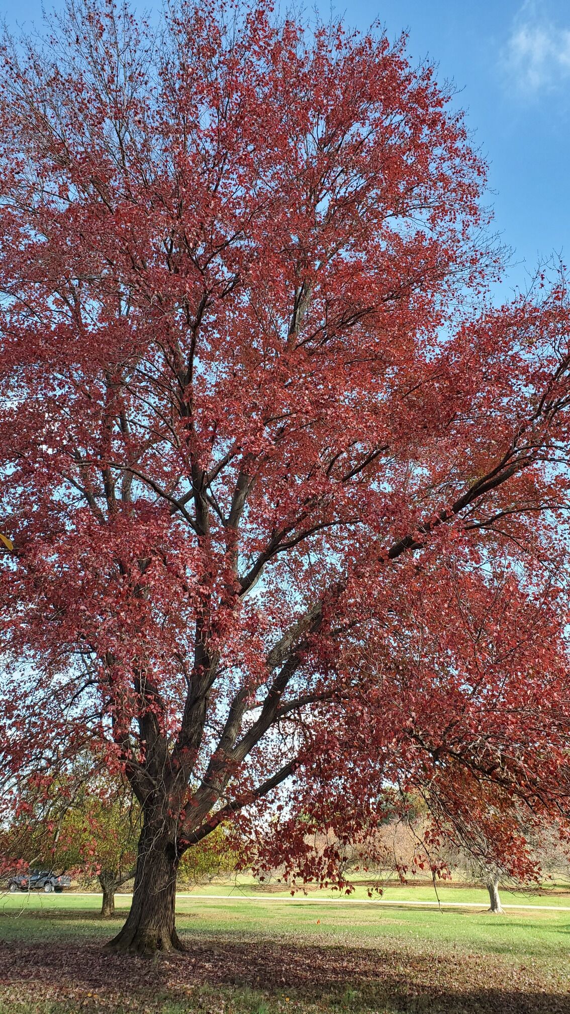 Beautiful color