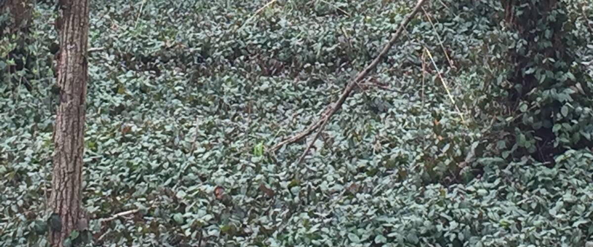 I spy a deer.