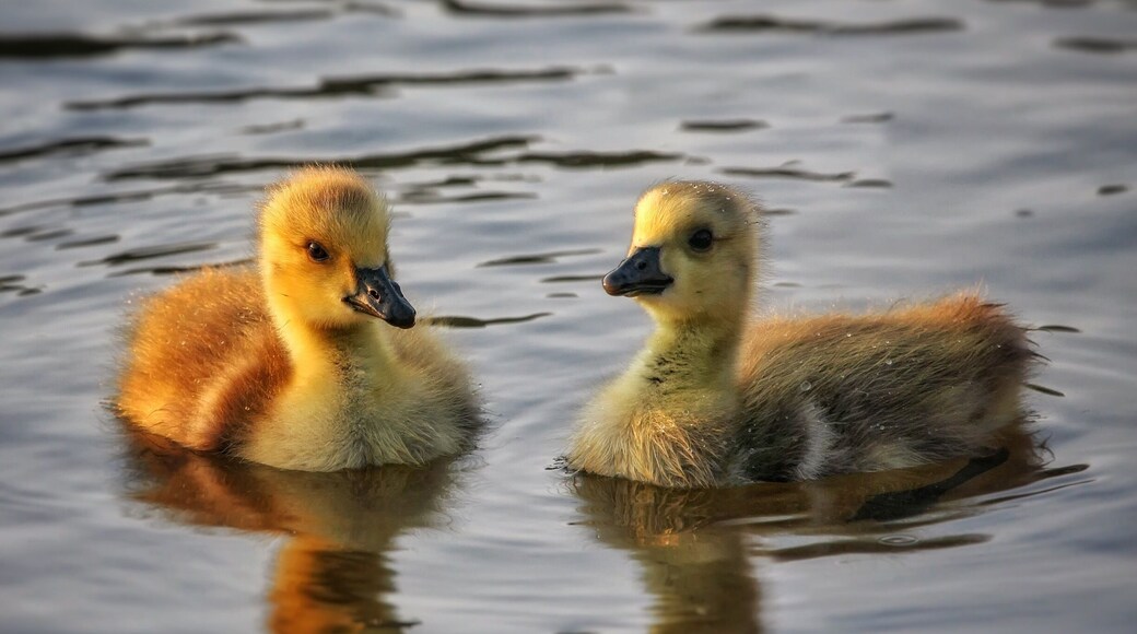 Don't forget to go visit your ponds soon. Baby paddlers are coming!