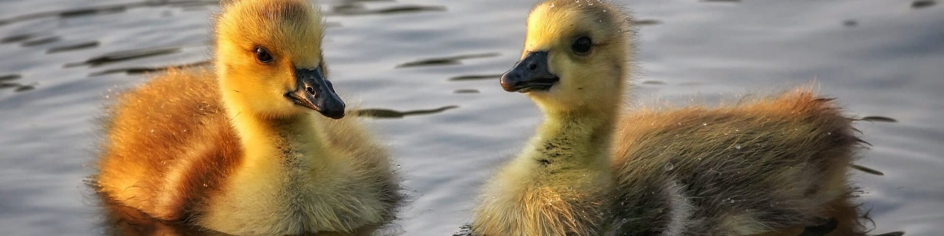 Don't forget to go visit your ponds soon. Baby paddlers are coming!