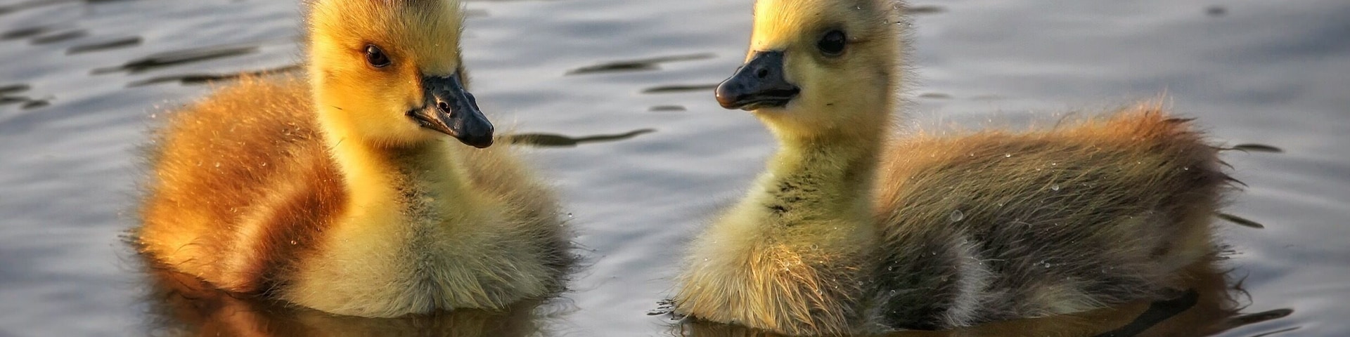 Don't forget to go visit your ponds soon. Baby paddlers are coming!
