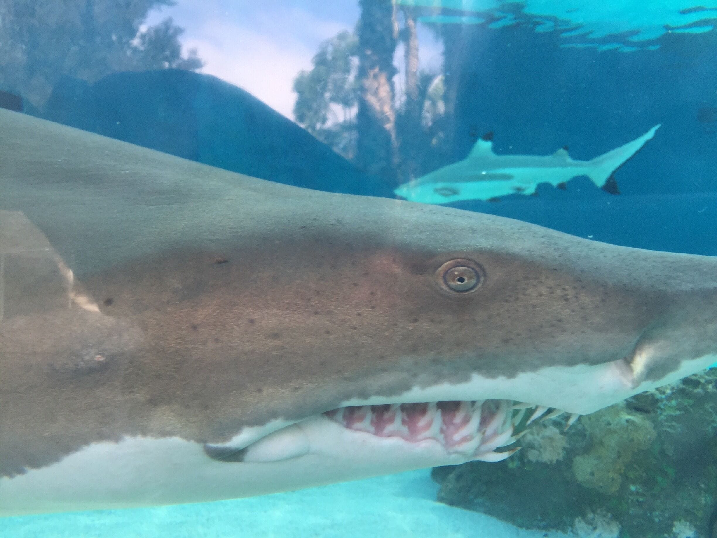 Check out all those teeth!