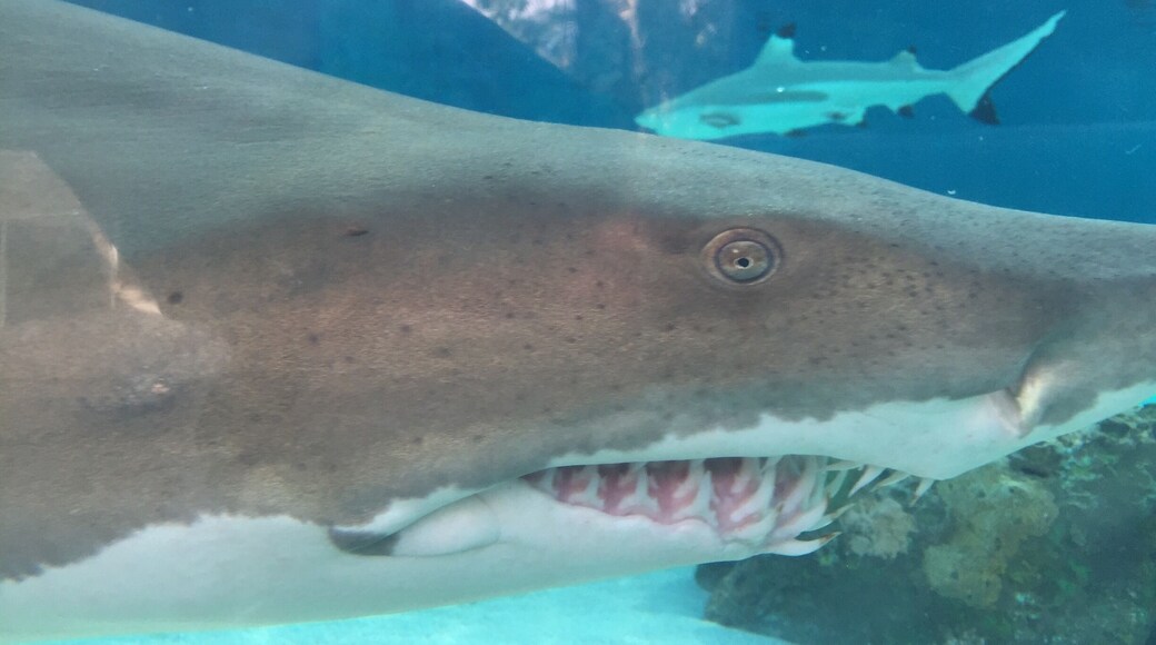 Check out all those teeth!