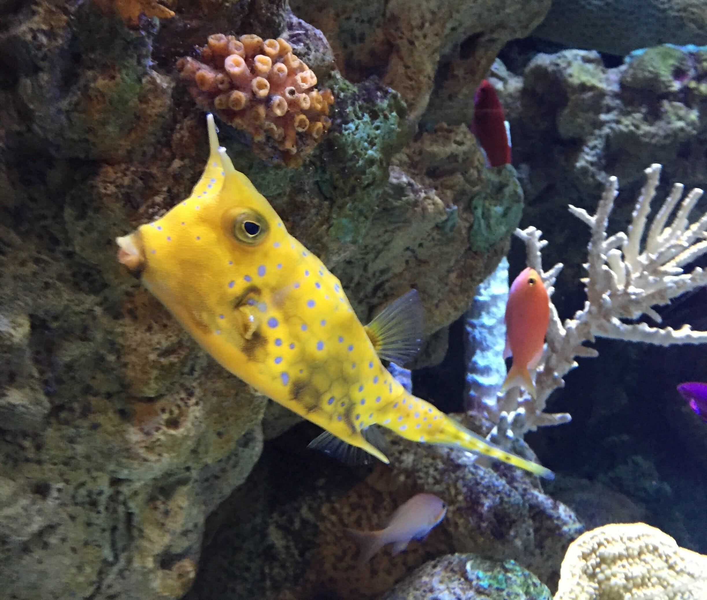 Yellow and purple, and oh my that mouth!