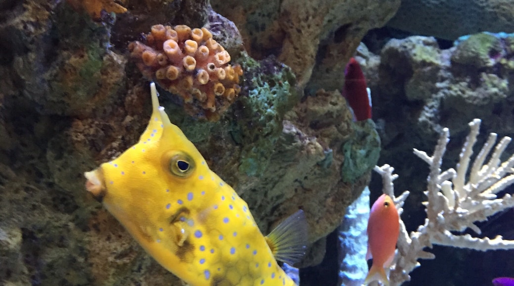 Yellow and purple, and oh my that mouth!