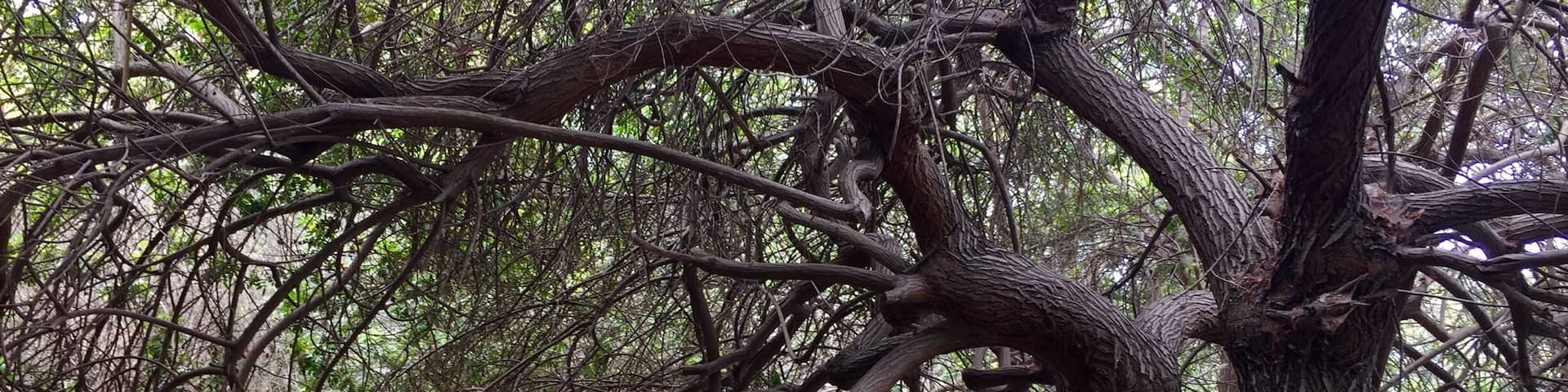 Beautiful oasis in Long Beach, California. It only has a couple of trails but they are very scenic and you get to see a lot of the fauna and flora of the area. It is best in spring but it is a respite from the heat in the summer.