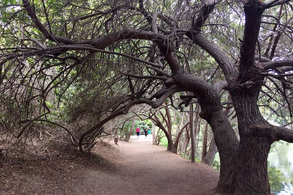 Beautiful oasis in Long Beach, California. It only has a couple of trails but they are very scenic and you get to see a lot of the fauna and flora of the area. It is best in spring but it is a respite from the heat in the summer.