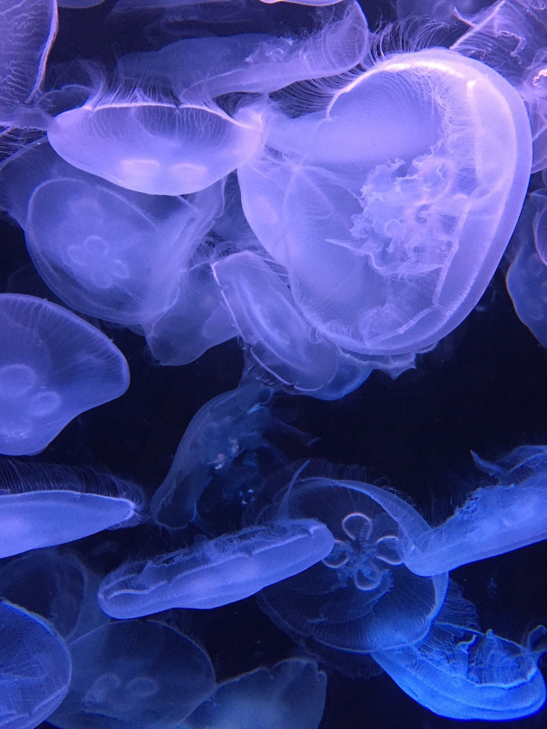 Love all the tiny detail, all the little tentacles and translucent. 