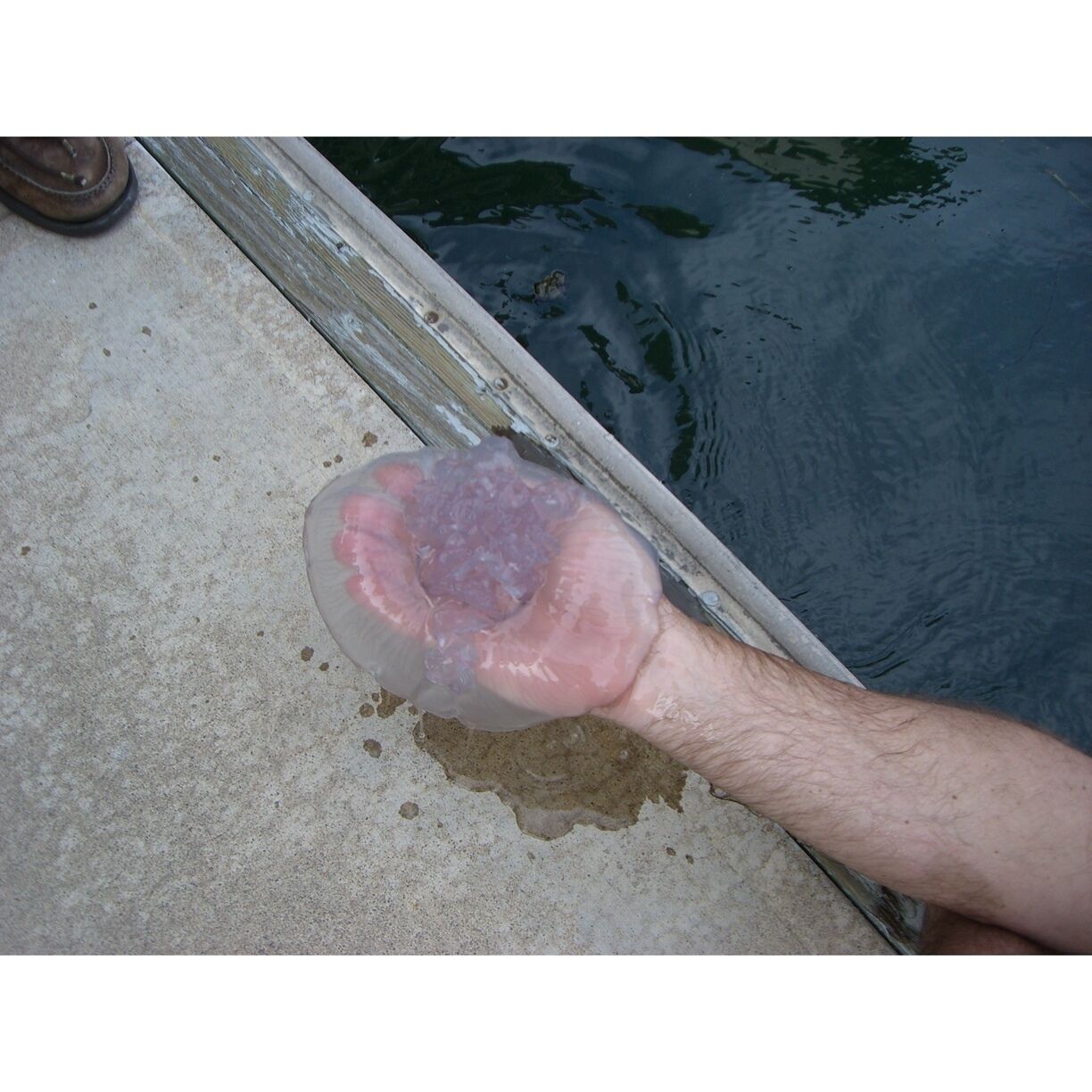 @scuba Mami here is me holding one of Long Beaches non stinging jellies!
