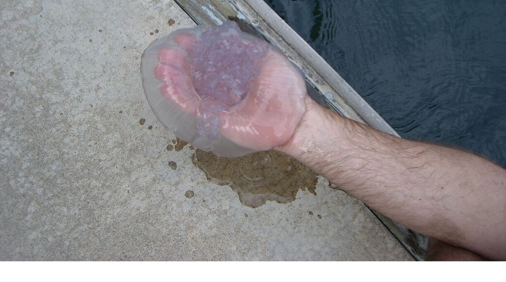 @scuba Mami here is me holding one of Long Beaches non stinging jellies!