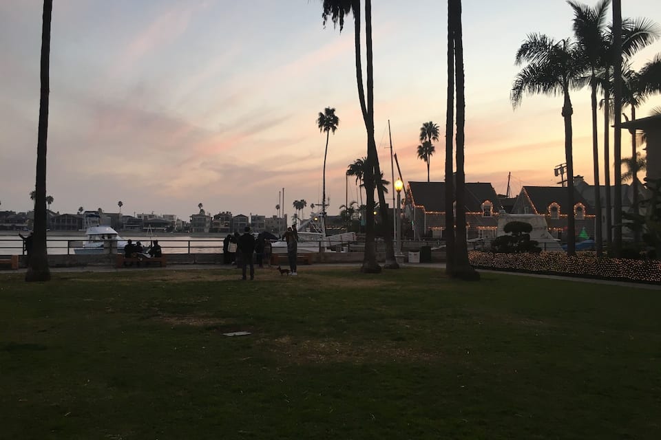 A sunset view with palm trees, a waterfront, and buildings with lights.
