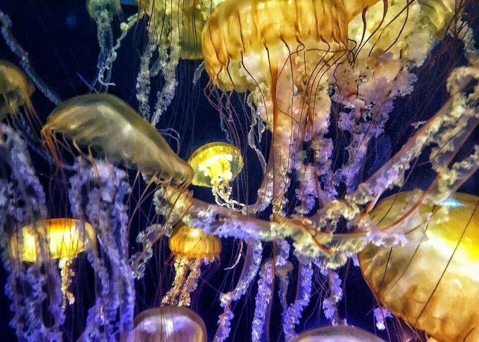 Title: Glow
Category: Animal
Location: Long Beach, Ca.
JUDGE 4
08/27/2015
I chose this for its ecstatic imagery filling the frame and exploding in color. It is like looking at another universe.

#colourful

http://www.digitalimagecafe.net/member/photo-view/id/32194