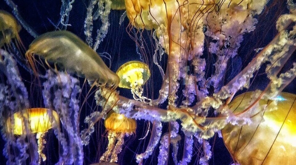 Title: Glow
Category: Animal
Location: Long Beach, Ca.
JUDGE 4
08/27/2015
I chose this for its ecstatic imagery filling the frame and exploding in color. It is like looking at another universe.
#colourful
http://www.digitalimagecafe.net/member/photo-view/id/32194