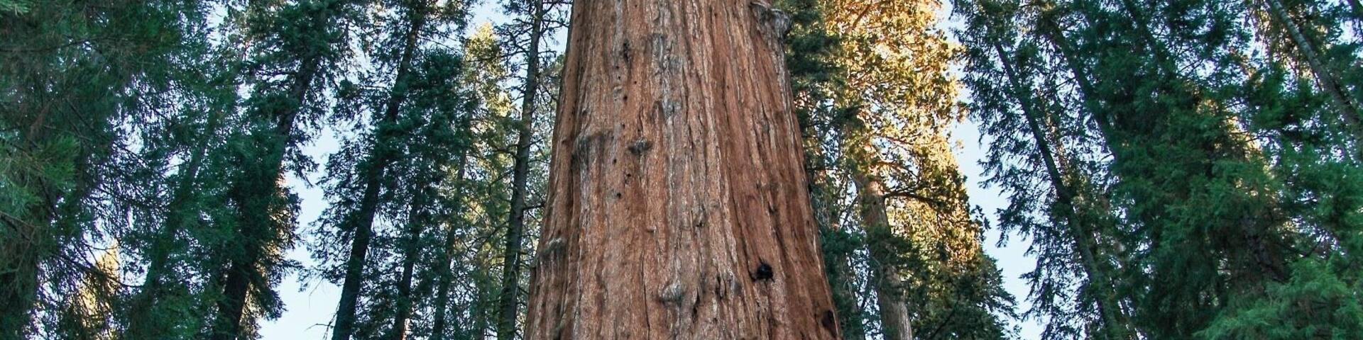 A person standing in front of a large tree with a sign reading "General Sherman".