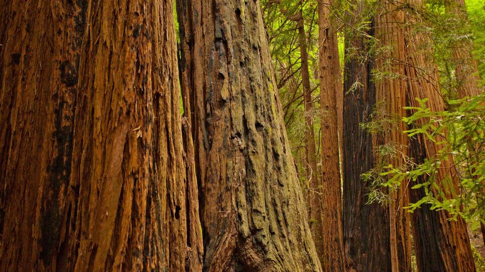 A large, textured tree trunk surrounded by dense forest.
