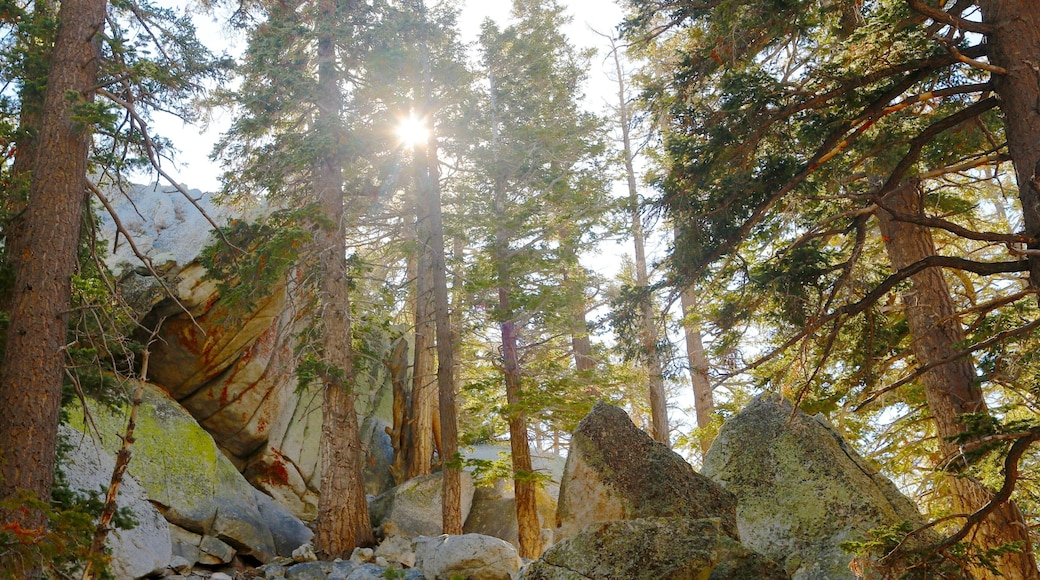 California which includes landscape views and forests