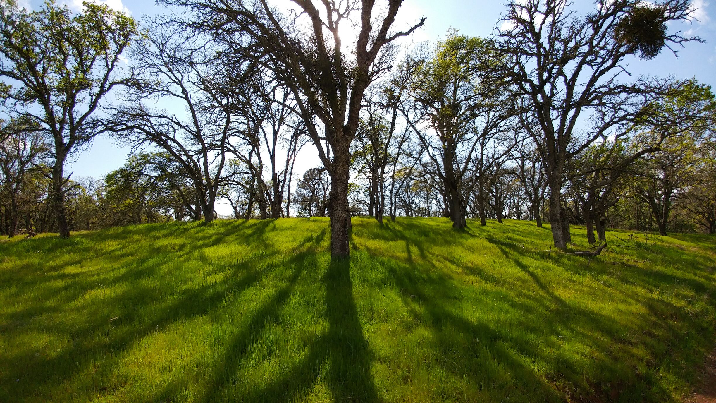 The oak trees near Manzanita Point filter the light beautifully.