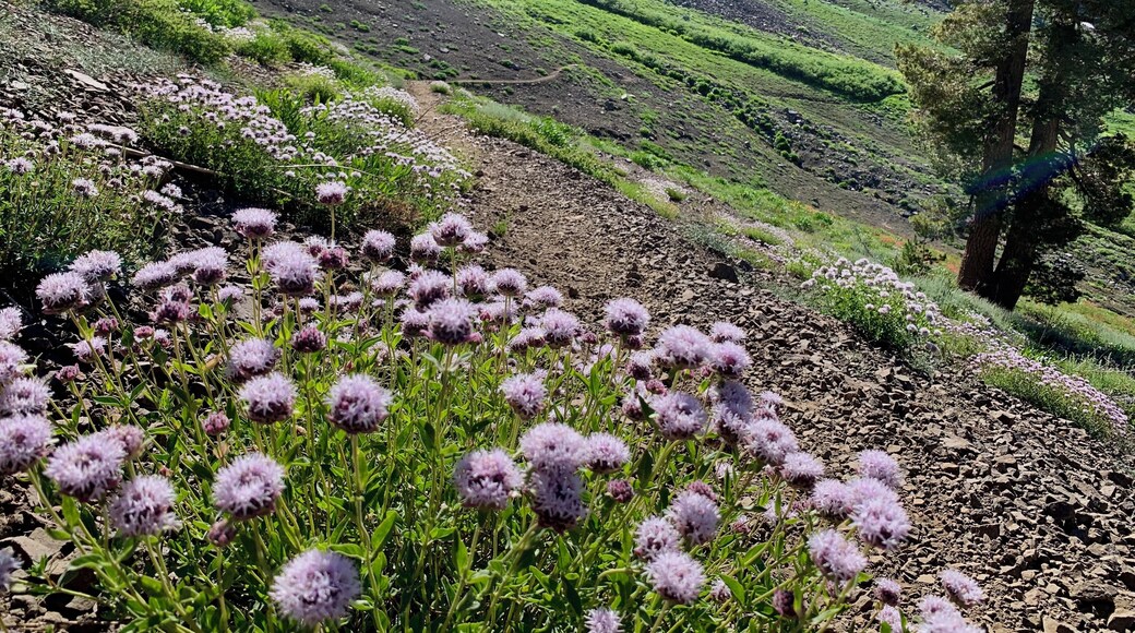 Coyote mint along the PCT trail, approaching the backside of Elephants Back peak. Spring finally came to Carson Pass in the High Sierras. Truly beautiful and fun place to explore.
#nature #hiking #backpacking #camping #PCT