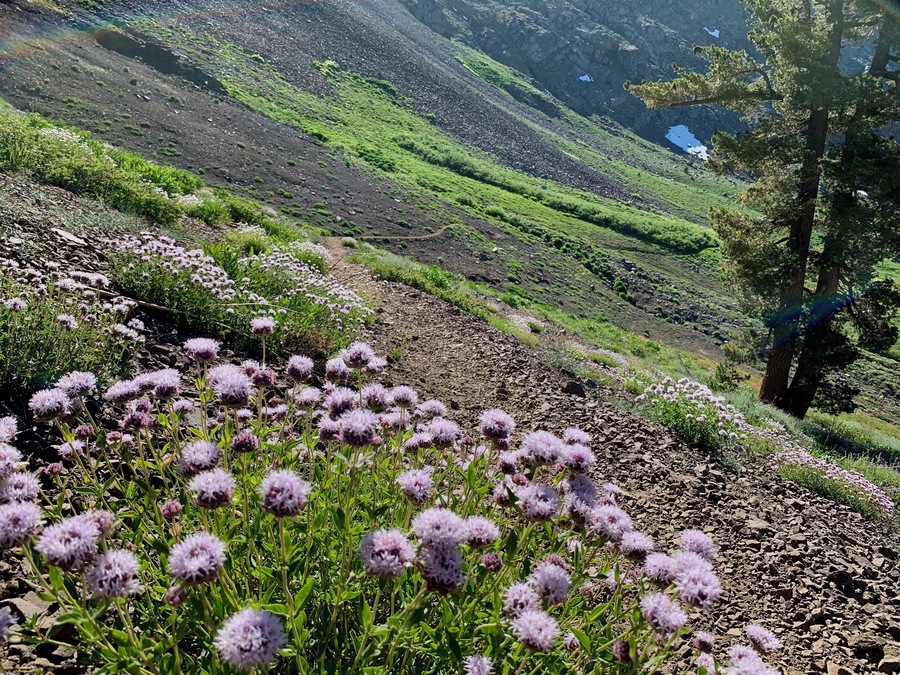 Coyote mint along the PCT trail, approaching the backside of Elephants Back peak. Spring finally came to Carson Pass in the High Sierras. Truly beautiful and fun place to explore. 
#nature #hiking #backpacking #camping #PCT