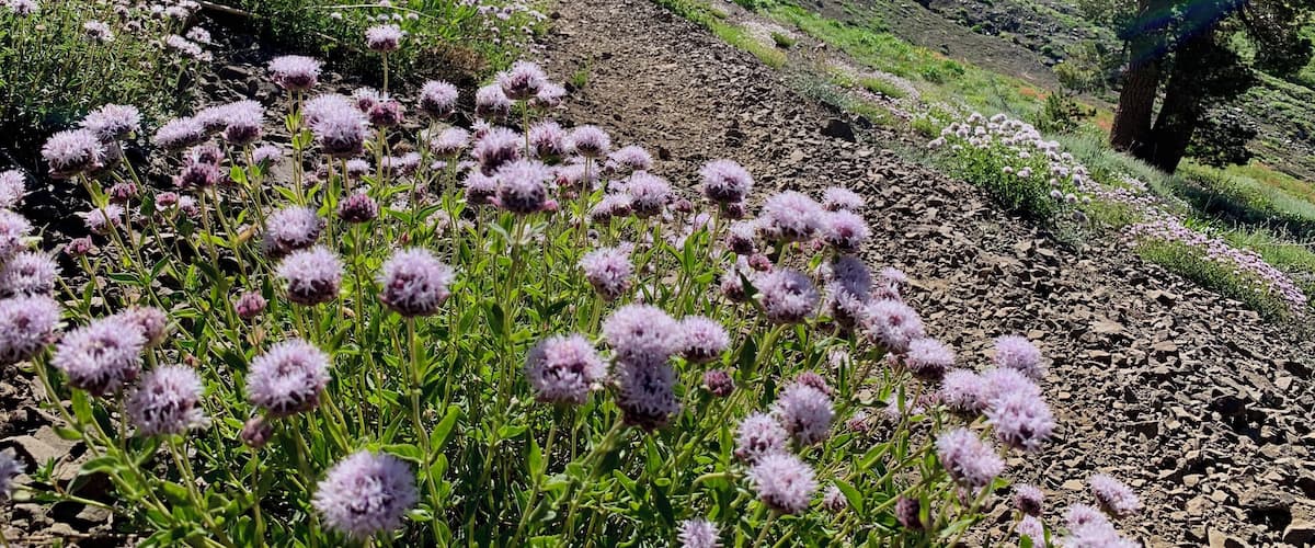 A mountainous landscape with green vegetation and purple flowers in the foreground.