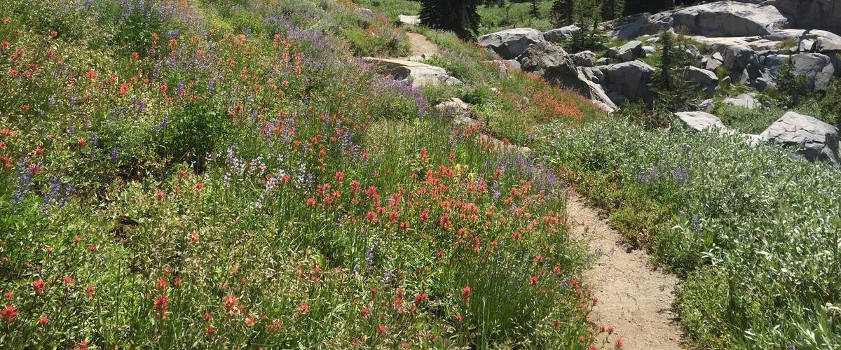Springtime in Mokalumne Wilderness #Hiking #Green #Wildflowers #HighSierras #SierraNevadas #MokalumneWilderness