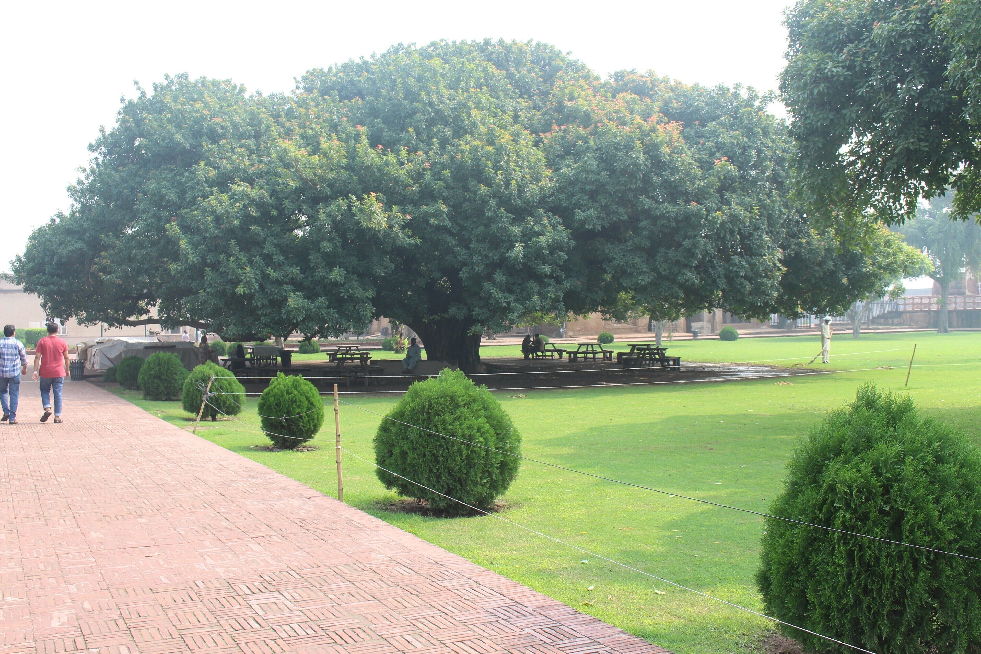 A giant tree inside the Lahore Fort.