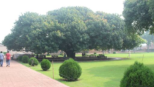 A giant tree inside the Lahore Fort.