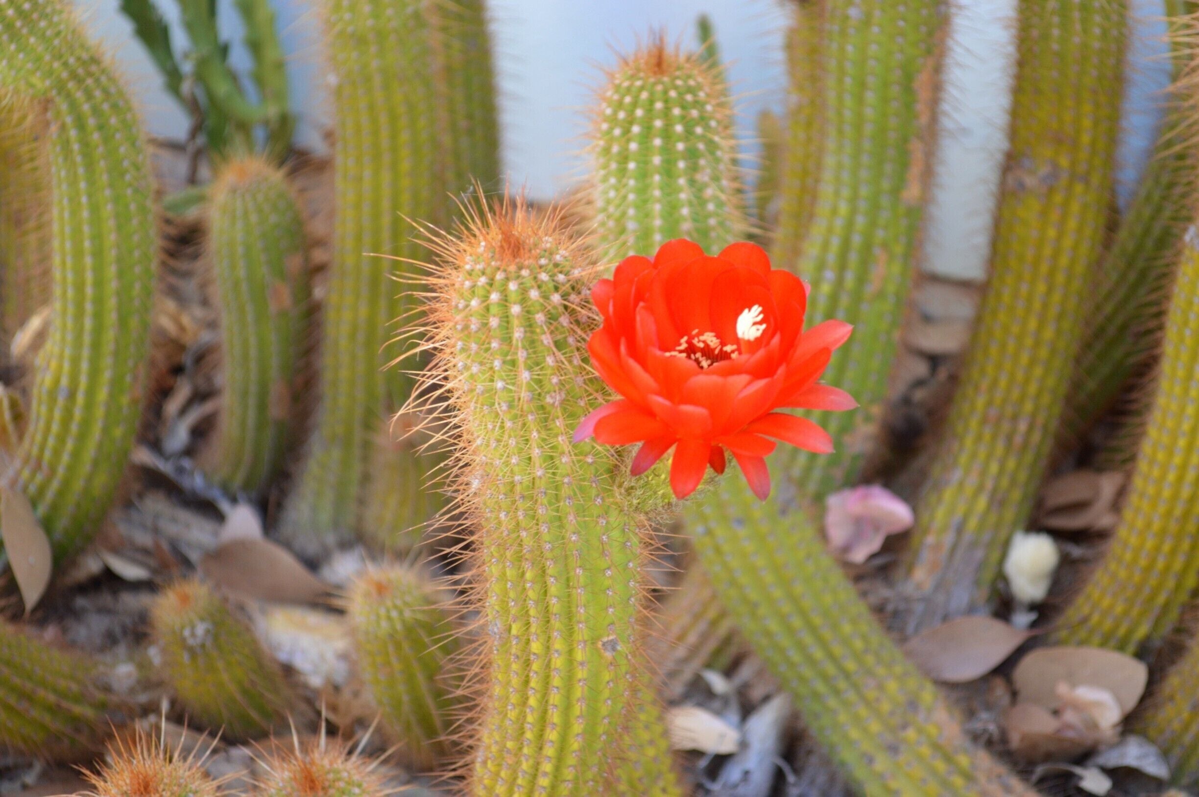 Bevan's Cactus Garden - Largest Cactus collection in the southern hemisphere.
John and Elizabeth Bevan established this garden back in 1966. Elizabeth still maintains the gardens as John passed away in 2004 and these gardens are now a living memory of him.

