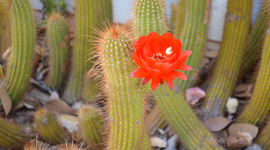 Bevan's Cactus Garden - Largest Cactus collection in the southern hemisphere.
John and Elizabeth Bevan established this garden back in 1966. Elizabeth still maintains the gardens as John passed away in 2004 and these gardens are now a living memory of him.