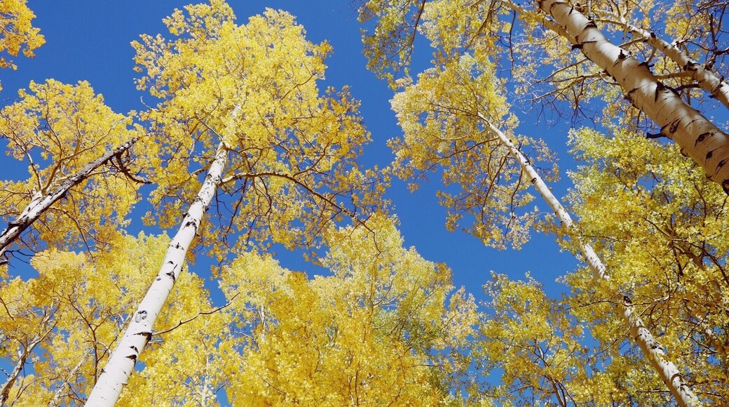 The aspen are starting to put in a show soon the entire mountain side will explode with color