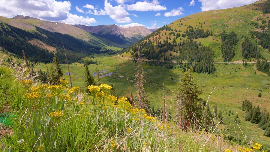 Colorado featuring wildflowers, tranquil scenes and landscape views