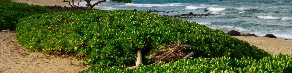Une plage bordée d’une végétation verdoyante, avec un arbre et des vagues qui se brisent sur le rivage.