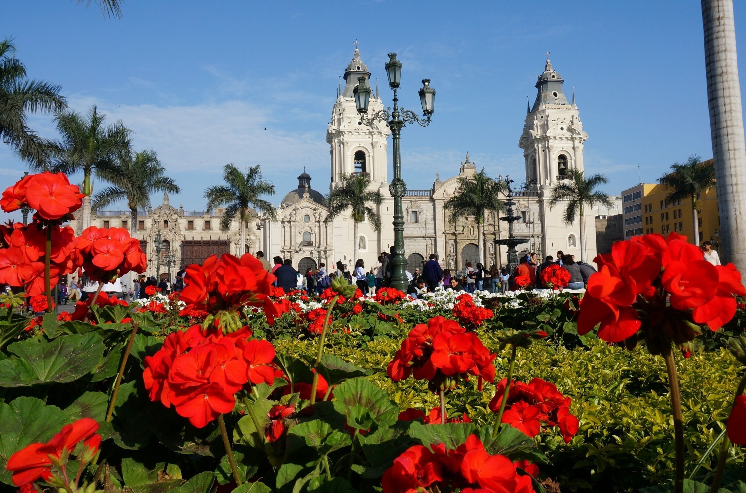 The beautiful Basilica Cathedral of Lima sits in the heart of Lima's historical area. It's one of the main structures dominating the Plaza de Armas. Construction began in 1539 and the church took over 100 years to complete. It's open to the public and has a gorgeous, large interior. Anyone visiting Lima should definitely stop by for a visit! #UrbanJungle 