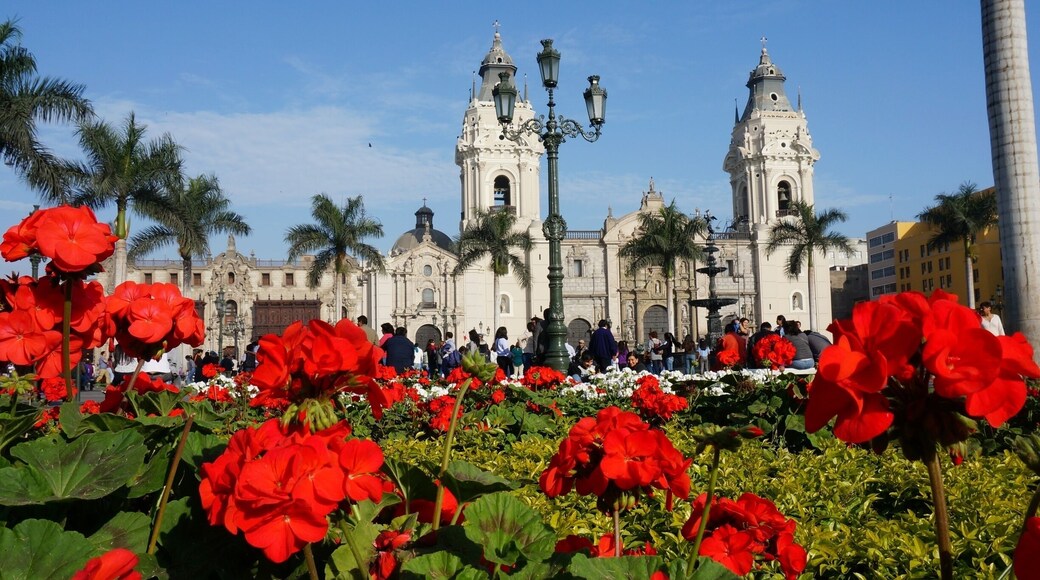 The beautiful Basilica Cathedral of Lima sits in the heart of Lima's historical area. It's one of the main structures dominating the Plaza de Armas. Construction began in 1539 and the church took over 100 years to complete. It's open to the public and has a gorgeous, large interior. Anyone visiting Lima should definitely stop by for a visit! #UrbanJungle