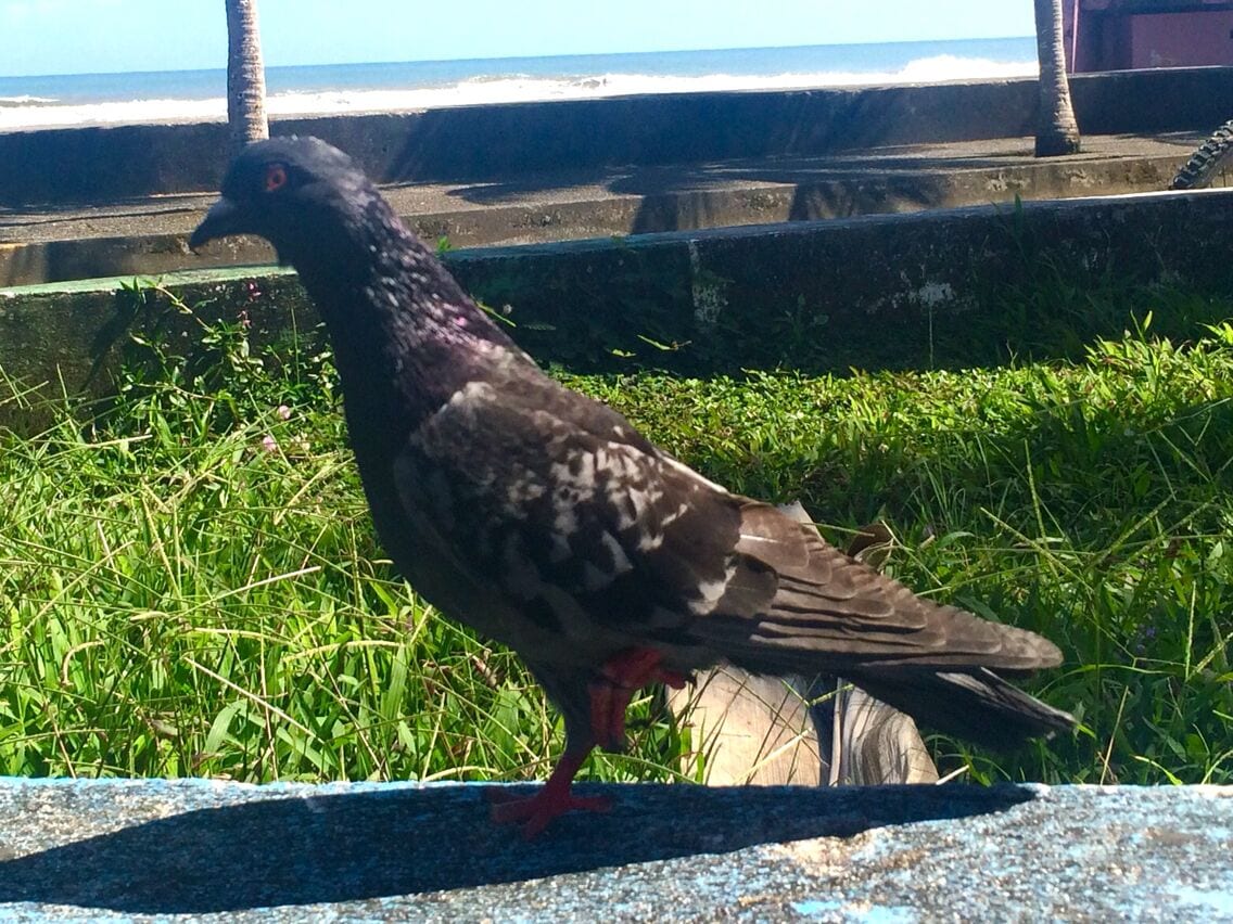 In front Of Isla Uvita. First spotted mainland site by Christopher Columbus. #history #localstories #legend