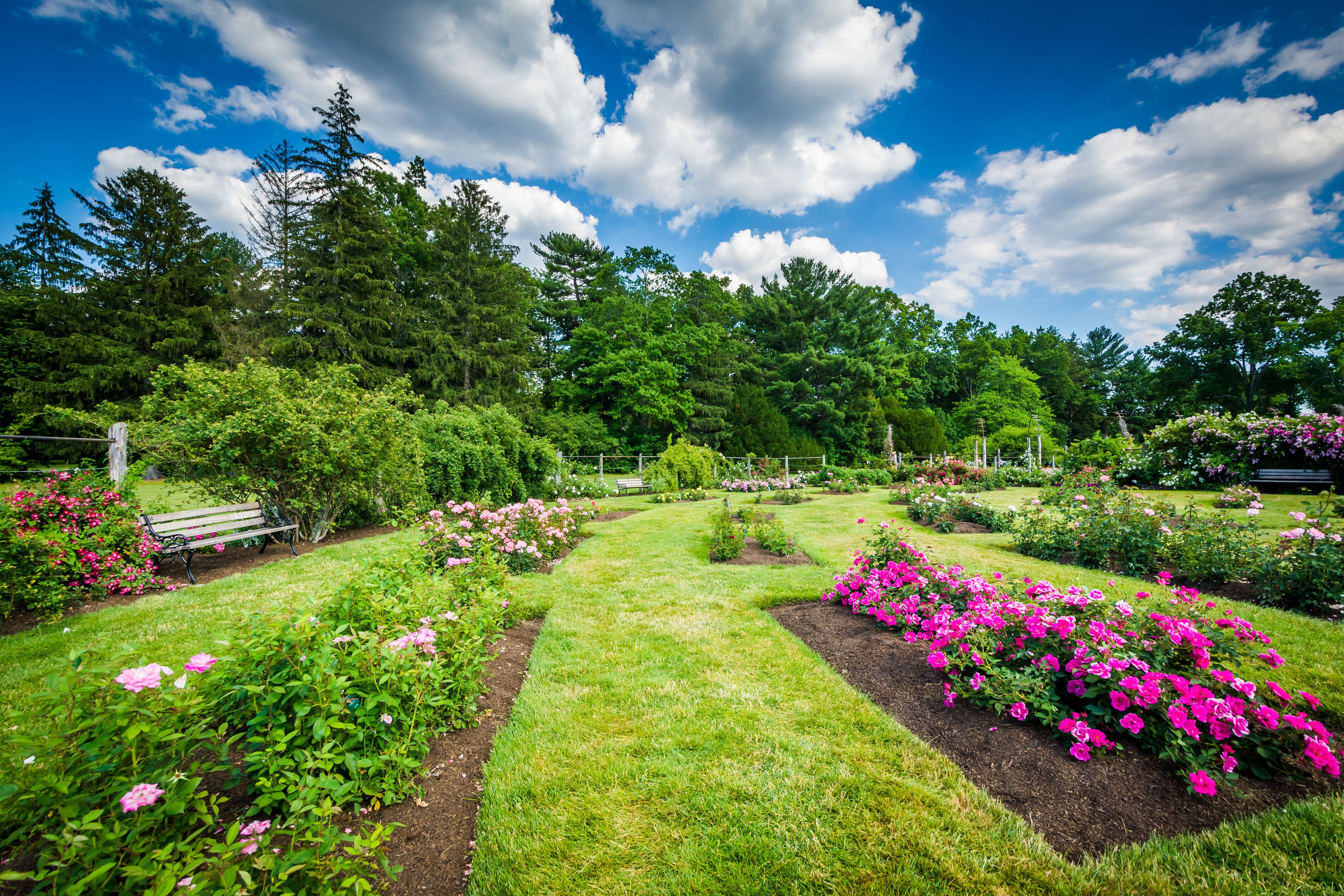 A garden with a bench, flowering plants, and trees under a blue sky.