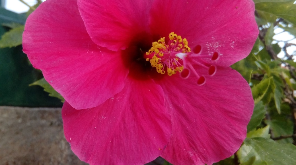 Instituto Superior Tecnico