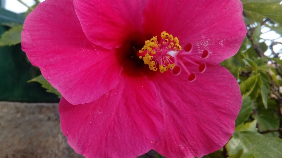 Instituto Superior Tecnico