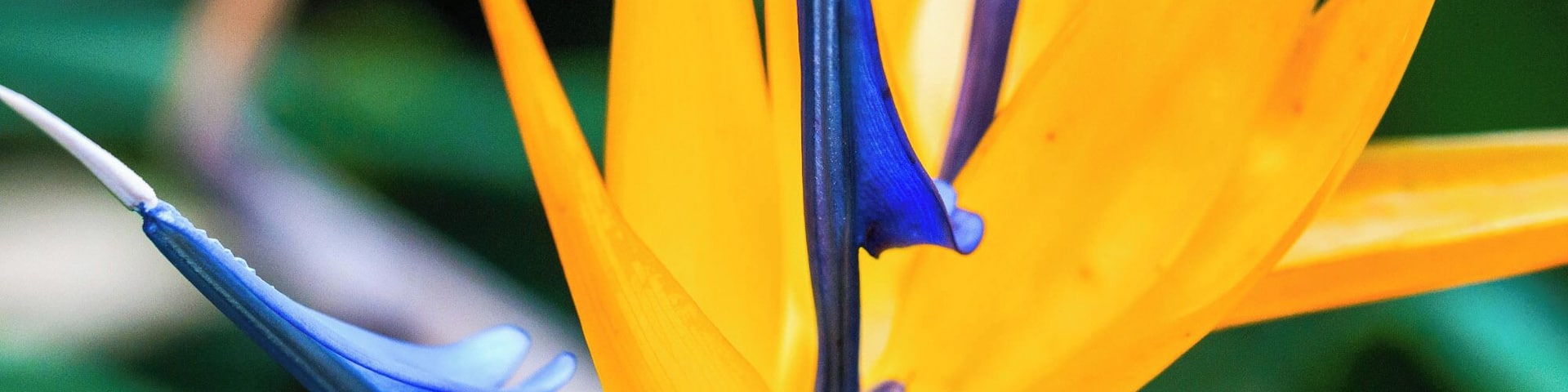 it was windy and raining when we arrived in Portugal. this was a perfect walk for that day! So many plants!
#green #flowers