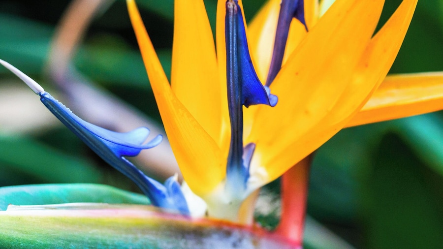 it was windy and raining when we arrived in Portugal. this was a perfect walk for that day! So many plants!
#green #flowers
