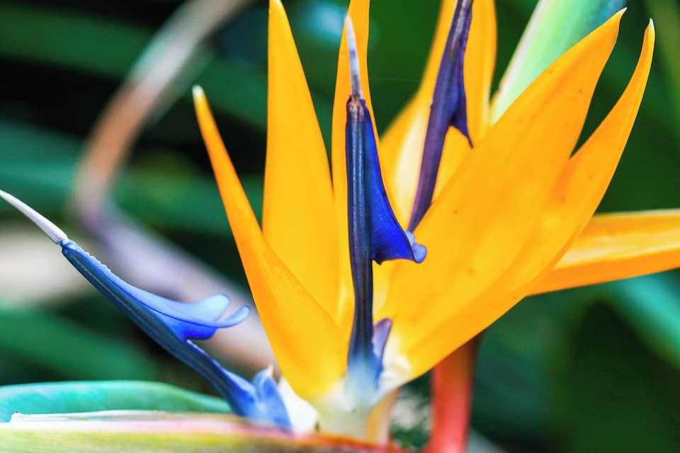 Primer plano de una flor de pájaro del paraíso con pétalos naranja intenso y detalles azules.