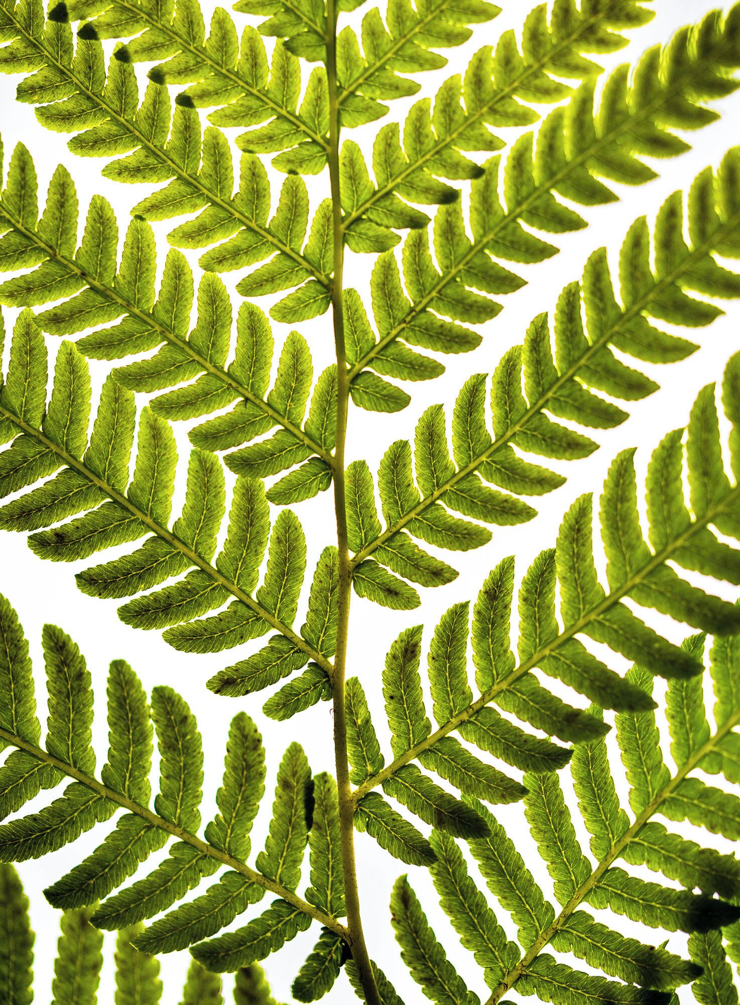 it was windy and raining when we arrived in Portugal. this was a perfect walk for that day! So many plants!
#green #fern