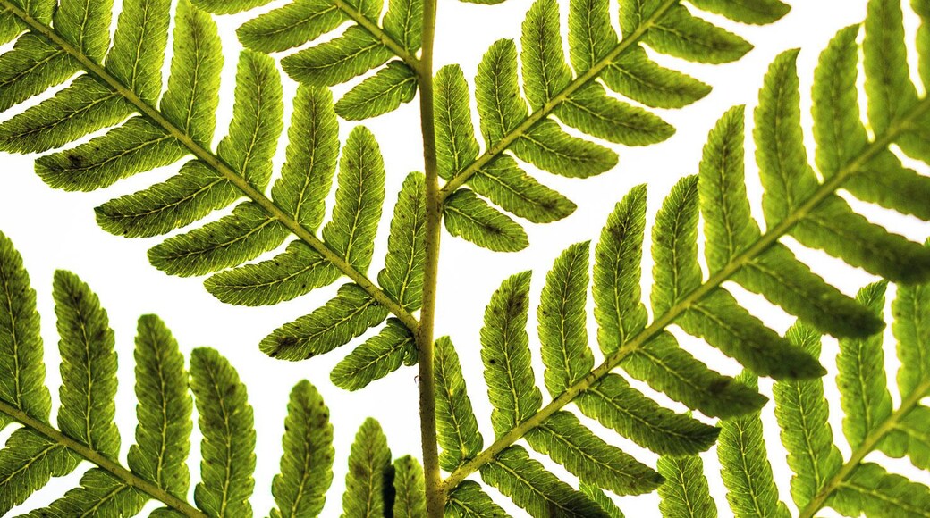 it was windy and raining when we arrived in Portugal. this was a perfect walk for that day! So many plants!
#green #fern