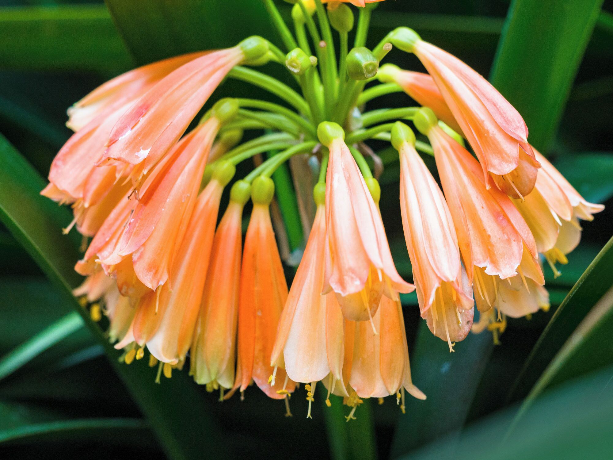 it was windy and raining when we arrived in Portugal. this was a perfect walk for that day! So many plants!
#green #flower
