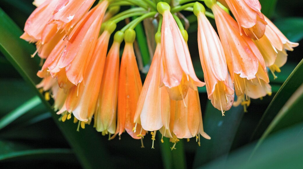 it was windy and raining when we arrived in Portugal. this was a perfect walk for that day! So many plants!
#green #flower