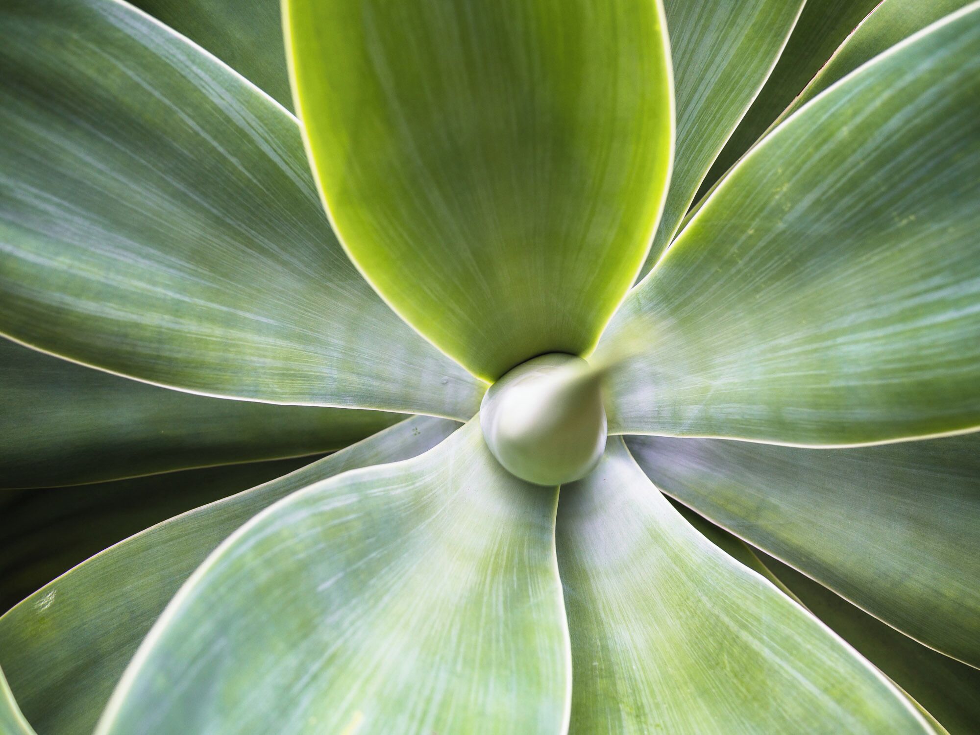 it was windy and raining when we arrived in Portugal. this was a perfect walk for that day! So many plants!
#green